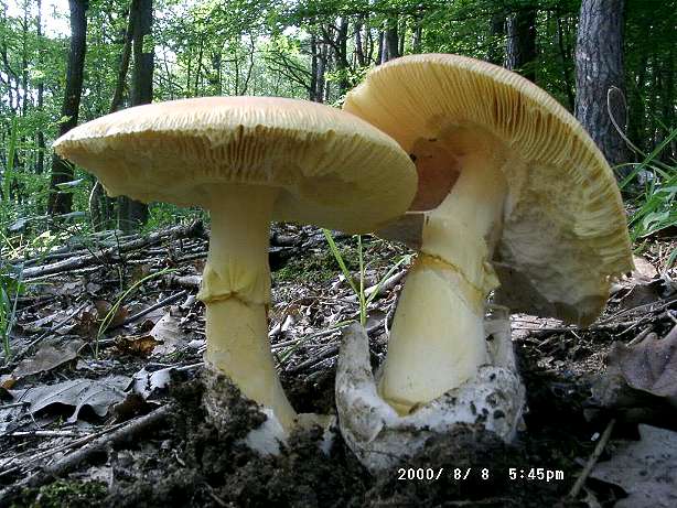  Image name: Amanita_caesarea6.jpg 
 width: 614 pixel 
 height: 461 pixel 
 Size: 68815 bytes 
 Click to enlarge 